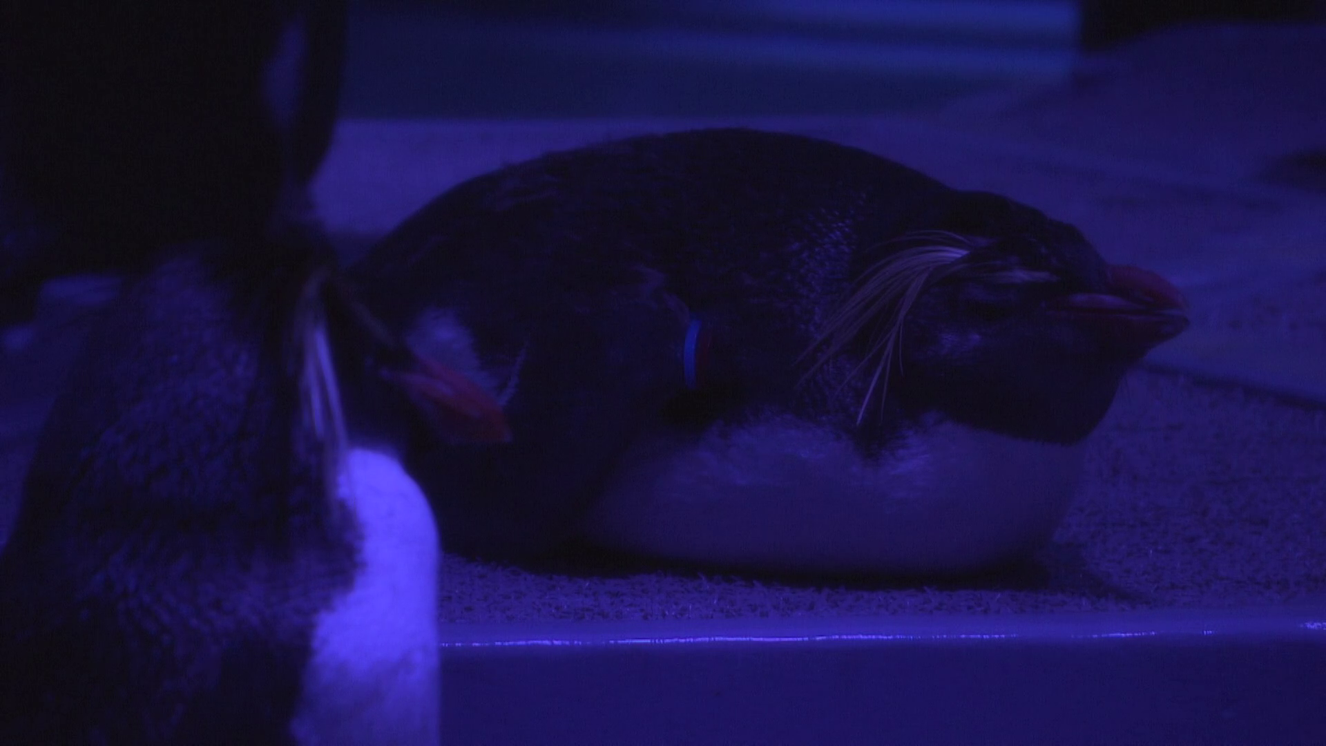 夜の眠るペンギン