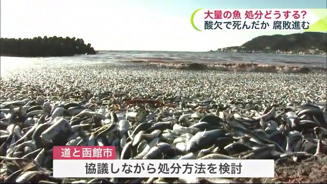 数千トンのイワシとサバが…浜には魚の腐敗臭も