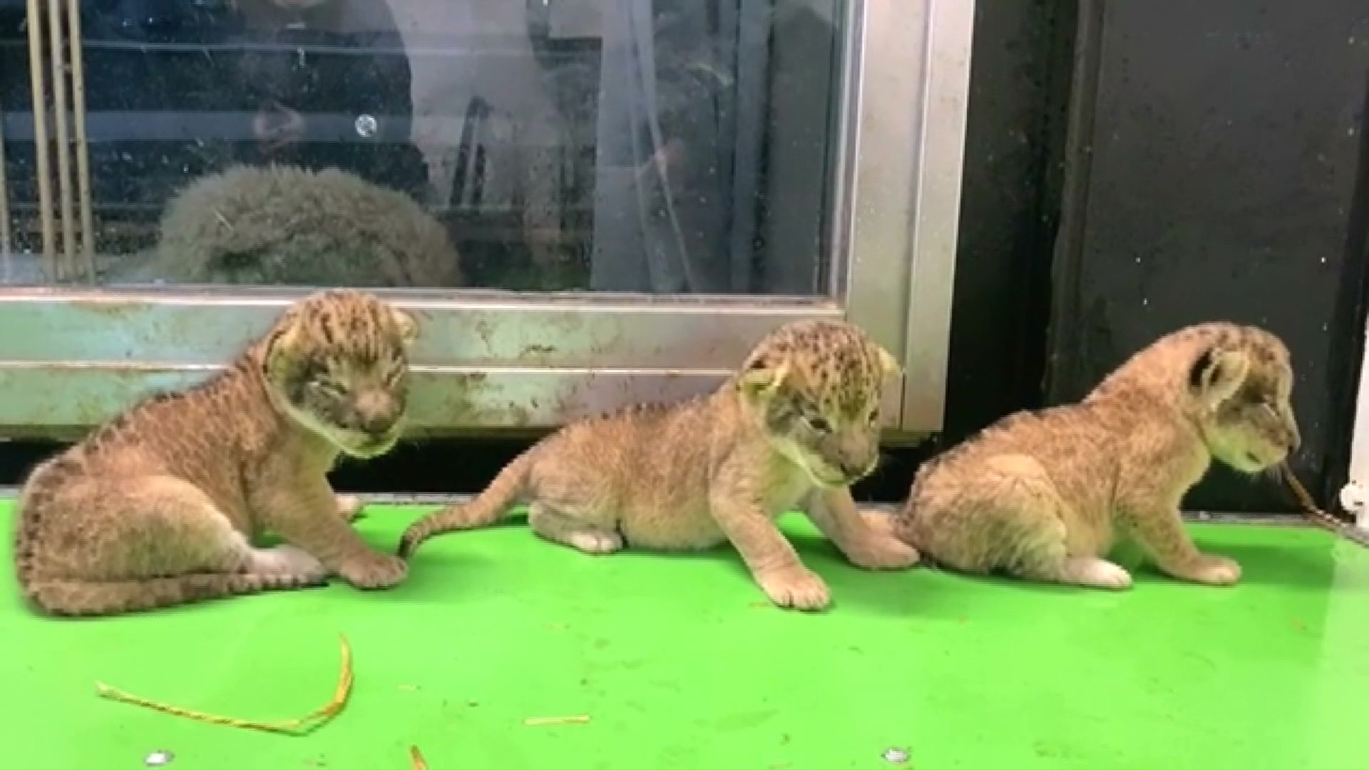 三つ子のライオンの赤ちゃん