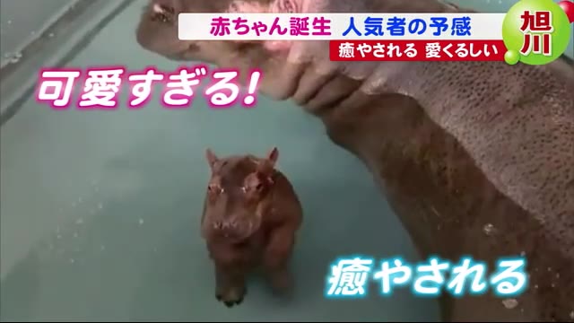 北海道ニュース Uhb Uhb 北海道文化放送 北海道ニュース Uhb Uhb 北海道文化放送