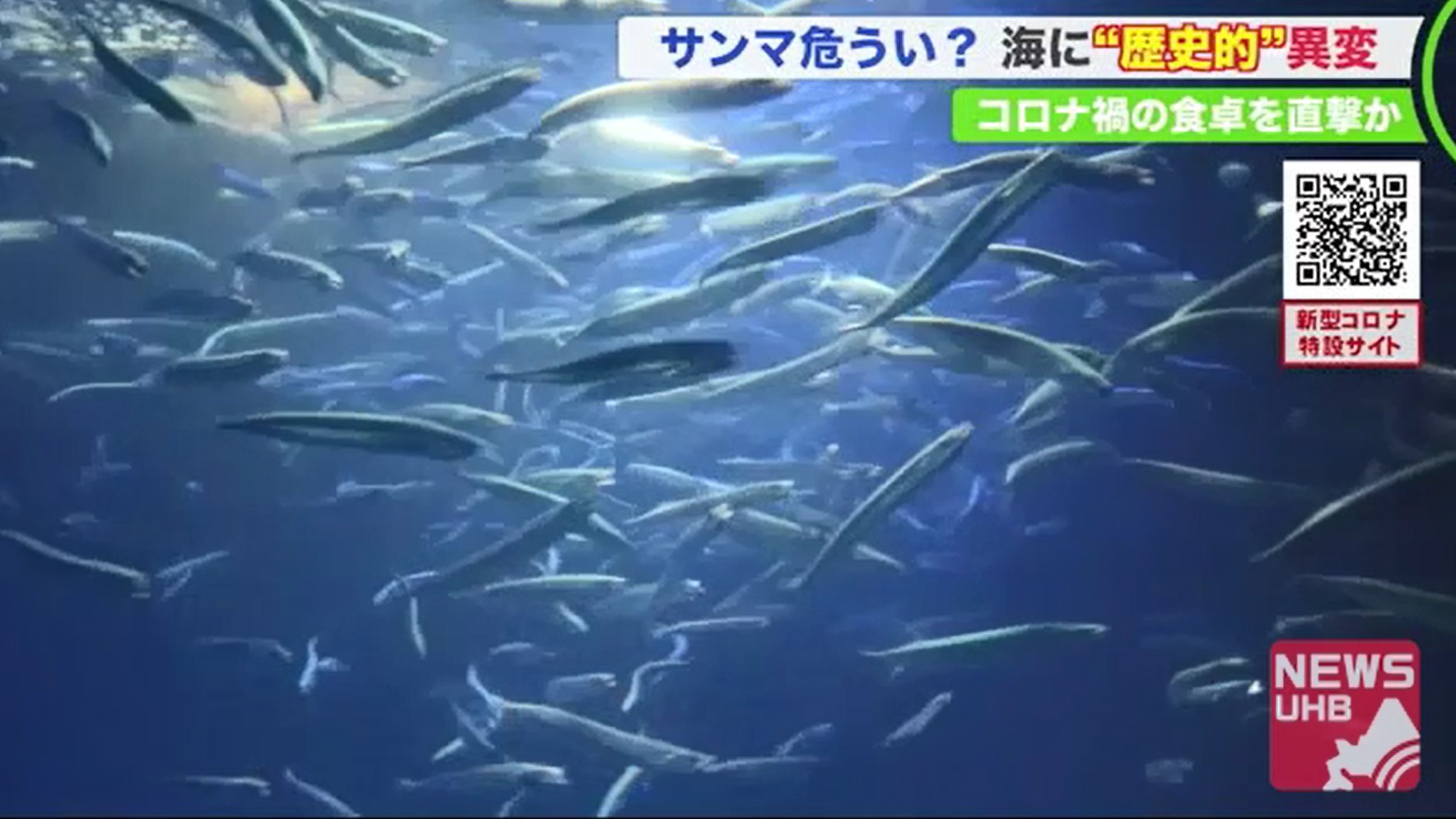 さんま コロナ コロナ さんま
