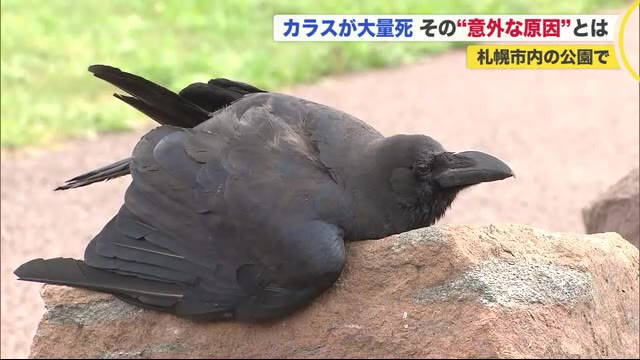 北海道ニュース Uhb Uhb 北海道文化放送