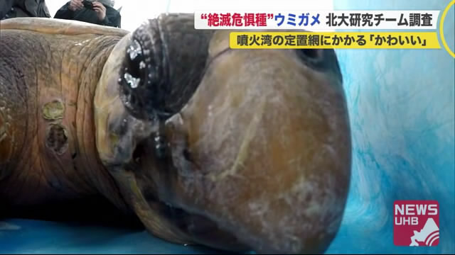 北海道ニュース Uhb Uhb 北海道文化放送