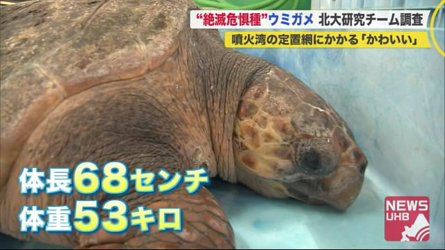 北海道ニュース Uhb Uhb 北海道文化放送