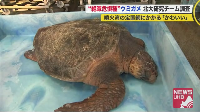 北海道ニュース Uhb Uhb 北海道文化放送 北海道ニュース Uhb Uhb 北海道文化放送