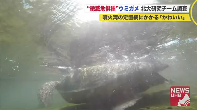 北海道ニュース Uhb Uhb 北海道文化放送