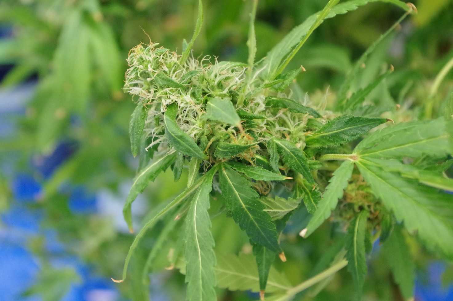 北海道ニュース Uhb Uhb 北海道文化放送