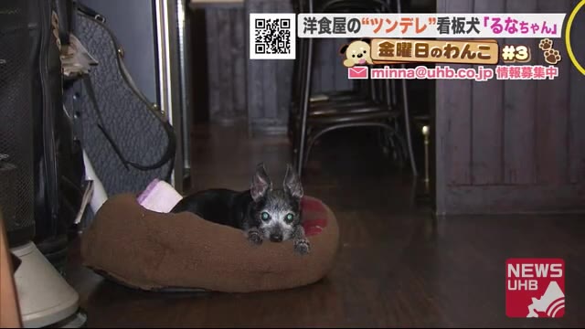 北海道ニュース Uhb Uhb 北海道文化放送