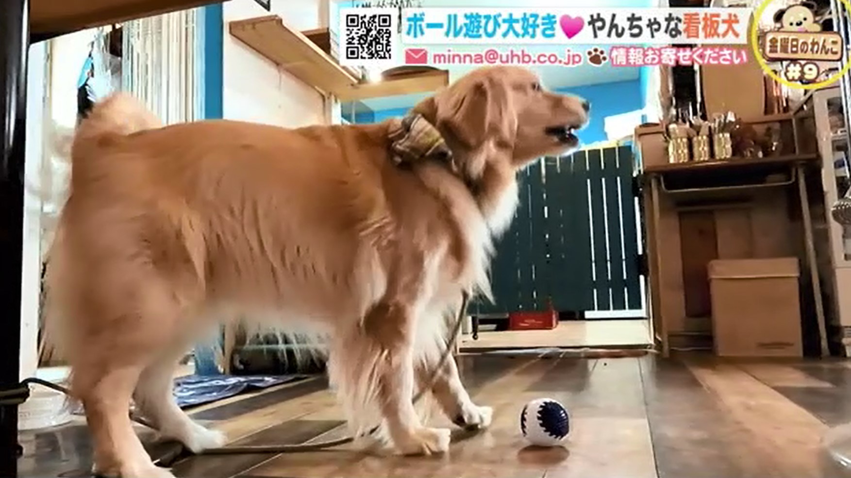 北海道ニュース Uhb Uhb 北海道文化放送 北海道ニュース Uhb Uhb 北海道文化放送