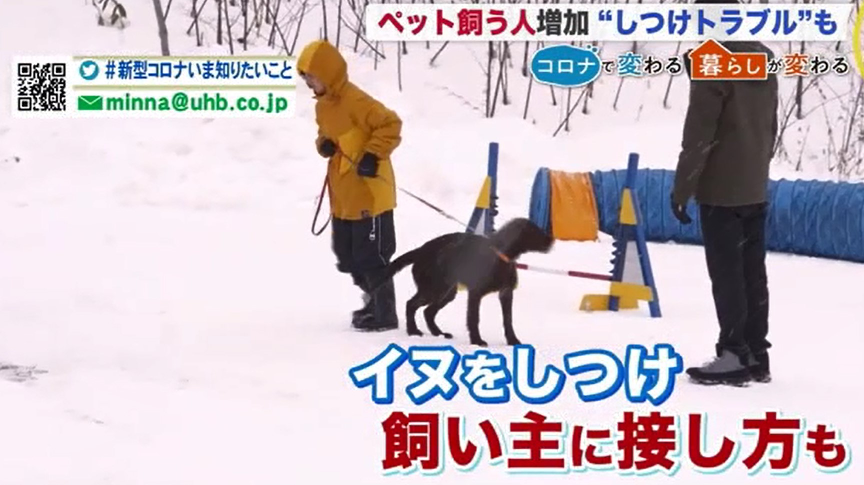 コロナ 犬 の 散歩