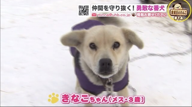 北海道ニュース Uhb Uhb 北海道文化放送 北海道ニュース Uhb Uhb 北海道文化放送