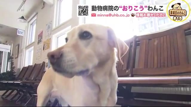 北海道ニュース Uhb Uhb 北海道文化放送 北海道ニュース Uhb Uhb 北海道文化放送