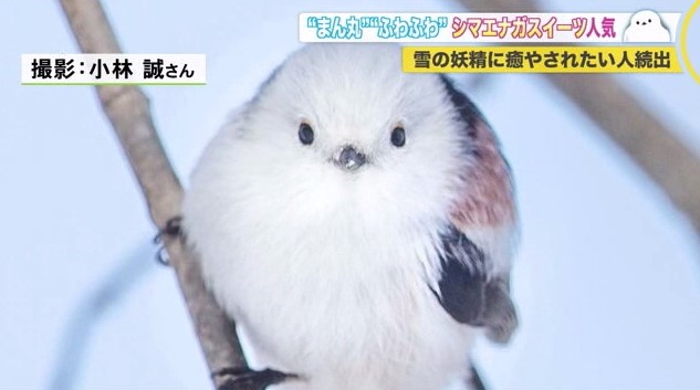 北海道ニュース Uhb Uhb 北海道文化放送 北海道ニュース Uhb Uhb 北海道文化放送