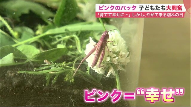北海道ニュース Uhb Uhb 北海道文化放送