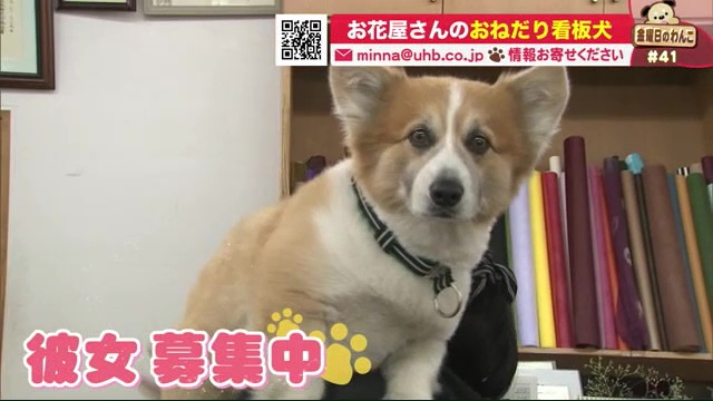 北海道ニュース Uhb Uhb 北海道文化放送