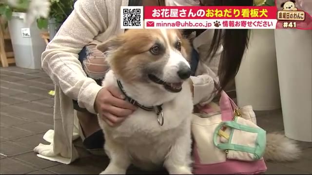 北海道ニュース Uhb Uhb 北海道文化放送