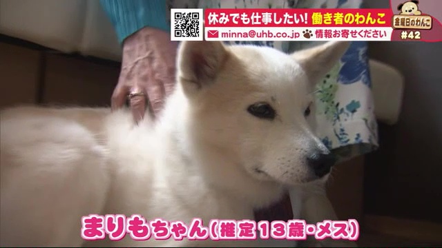 北海道ニュース Uhb Uhb 北海道文化放送