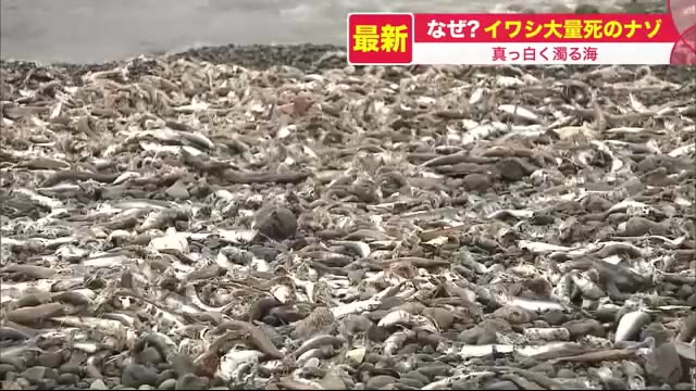 北海道ニュース Uhb Uhb 北海道文化放送