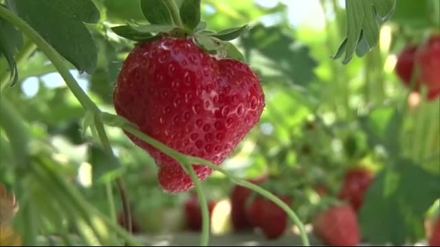 北海道ニュース Uhb Uhb 北海道文化放送