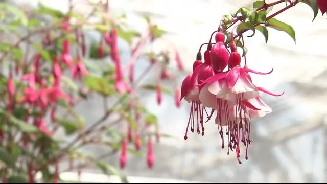 北海道ニュース Uhb Uhb 北海道文化放送