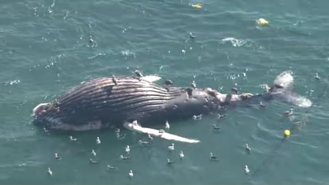 大阪の”迷いクジラ”だけじゃない…相次ぐ「漂着・衰弱死」 クジラに何が起きているのか？ 巨大海洋生物が死に至る原因とは
