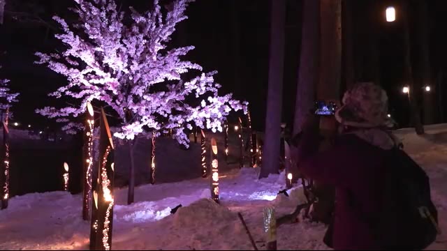 「桜が生花のよう」光と音楽で幻想的な冬まつり…「彩凛華」開催 日本一早い