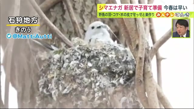 【北海道の天気 3/31(金)】森のアイドル“シマエナガ”も新生活準備？４月スタートの最新予報