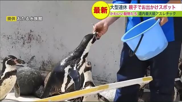 小樽市の「おたる水族館」で人気のペンギンショー