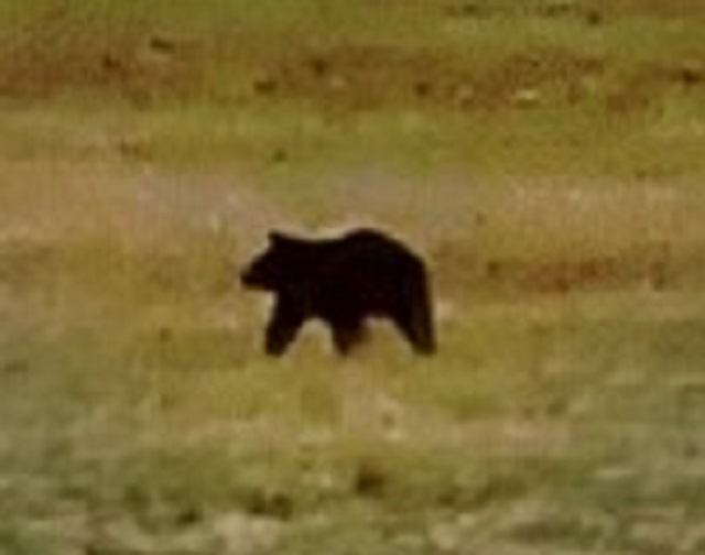 4月21日に目撃されたクマ（提供：旭川市）