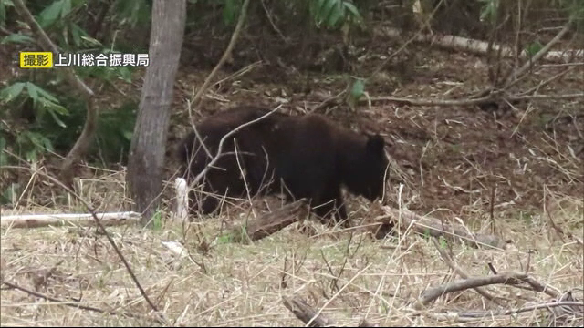 朱鞠内湖で駆除されたクマ（提供：上川総合振興局）