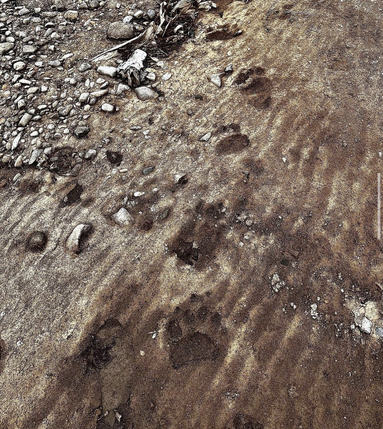 朱鞠内湖に釣りに来た女性が撮影したクマの足跡（提供：視聴者　撮影：2023年5月13日）