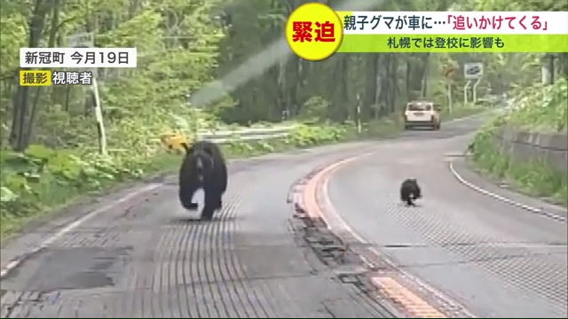 親子グマが車に…「向かってくる」