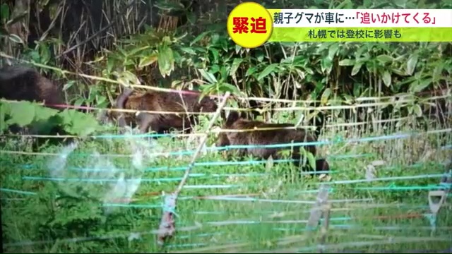 親子グマの目撃は札幌市でも。