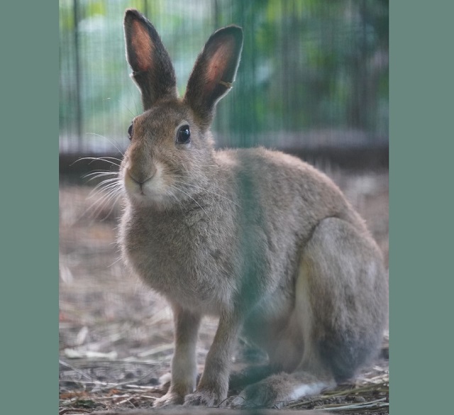 エゾユキウサギ（円山動物園 提供）