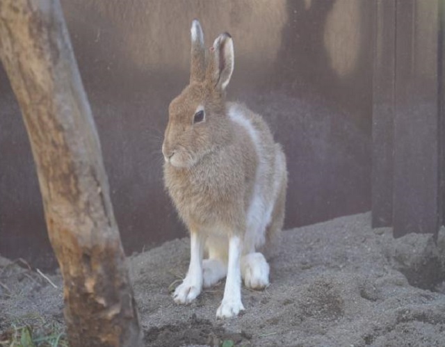エゾユキウサギ（円山動物園 提供）