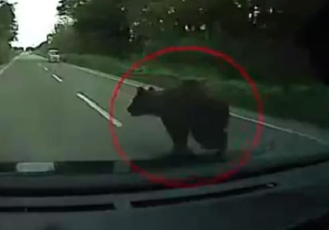 23日に車と衝突したクマ（撮影：視聴者）