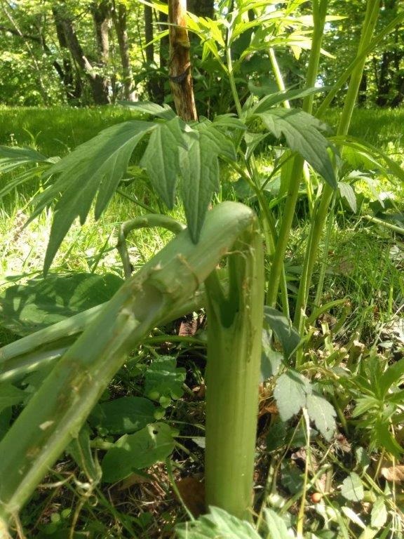 クマに食べられたとみられる跡（提供：旭川市）