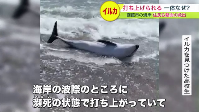 海岸に「イルカ」打ち上げられる 住民や警察が懸命の救助…北海道では