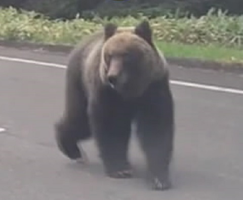 道路の真ん中に…クマ出没