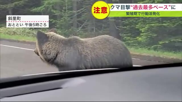 【ヒグマ撮影】「怖い！」車のすぐ横まで近づく