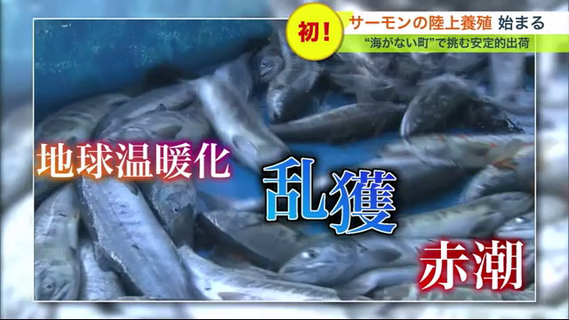 日本での漁獲量は減り続けているサーモン
