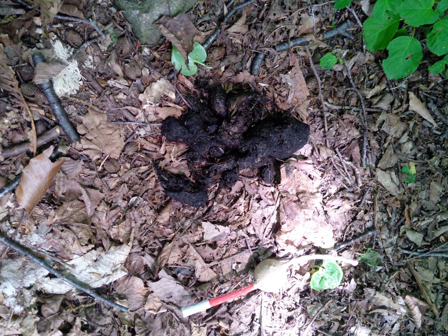 発見されたクマのフン（提供：七飯町）