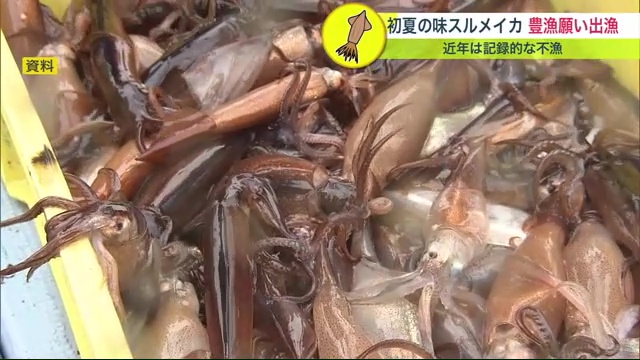 初夏の味スルメイカ漁解禁