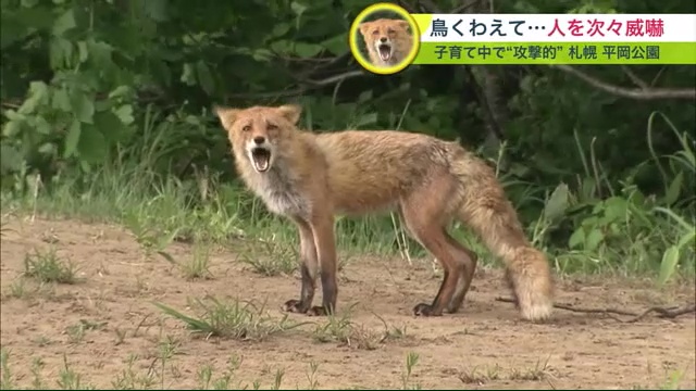 付近の住民に吠えかかることも…