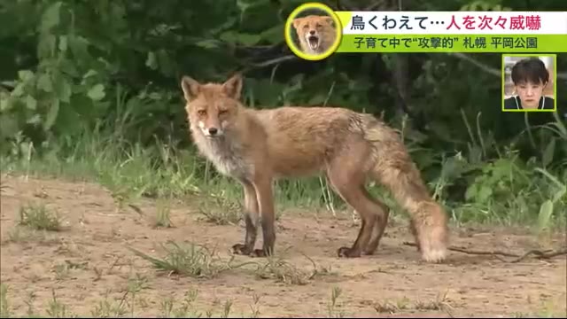 「噛まれそうで怖い」公園に居つく親子のキツネ 次々と人威嚇 捕まえた？鳥くわえる姿も…逃げると追いかける!冷静に対処を