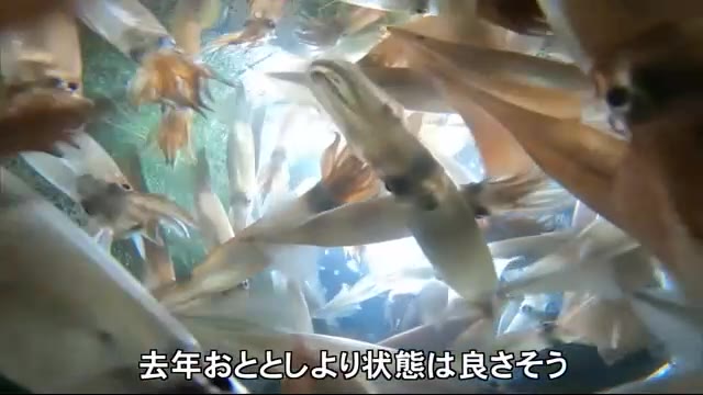 “スルメイカ”初水揚げで活気に沸く港 消費拡大の期待高まり…初競りは