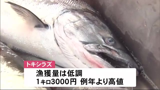 季節外れの”トキシラズ” 定置網漁まもなく最盛期 ここ数年不漁が続く中 競りは例年より高値で取り引き