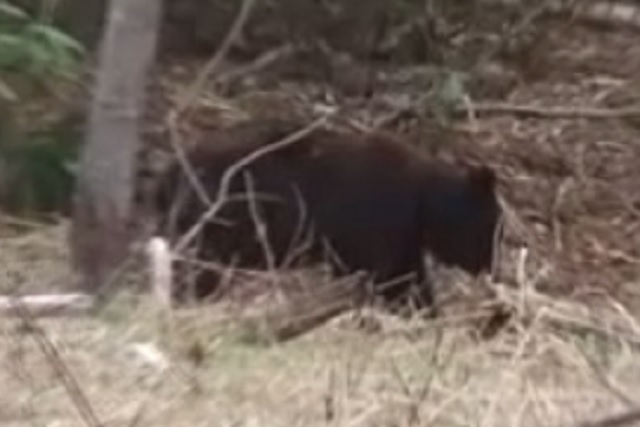 釣り人の男性を襲ったクマ（提供：上川総合振興局）　ほかにも新たなクマ目撃…