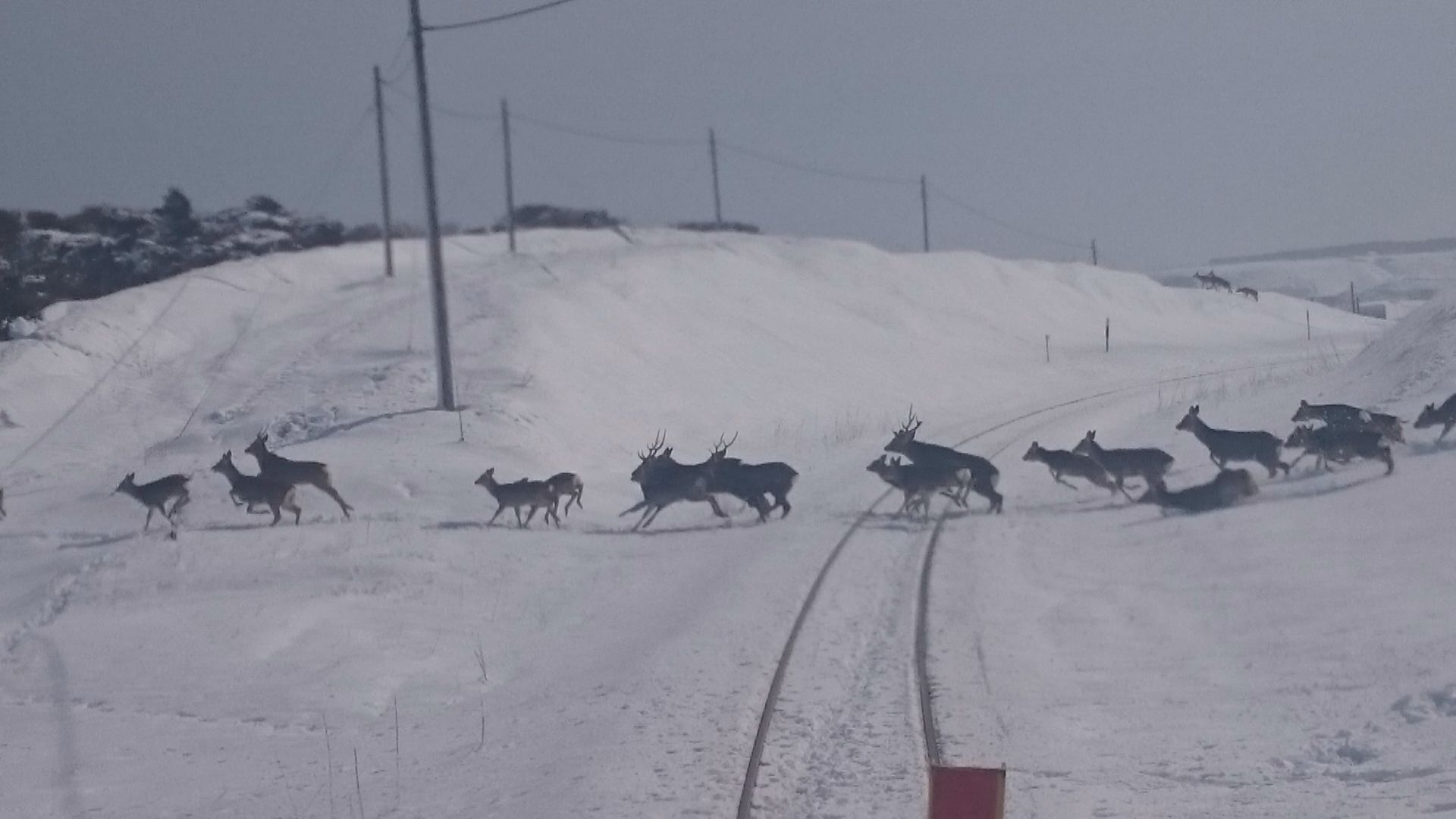 線路上に現れたシカの群れ（提供：JR北海道）