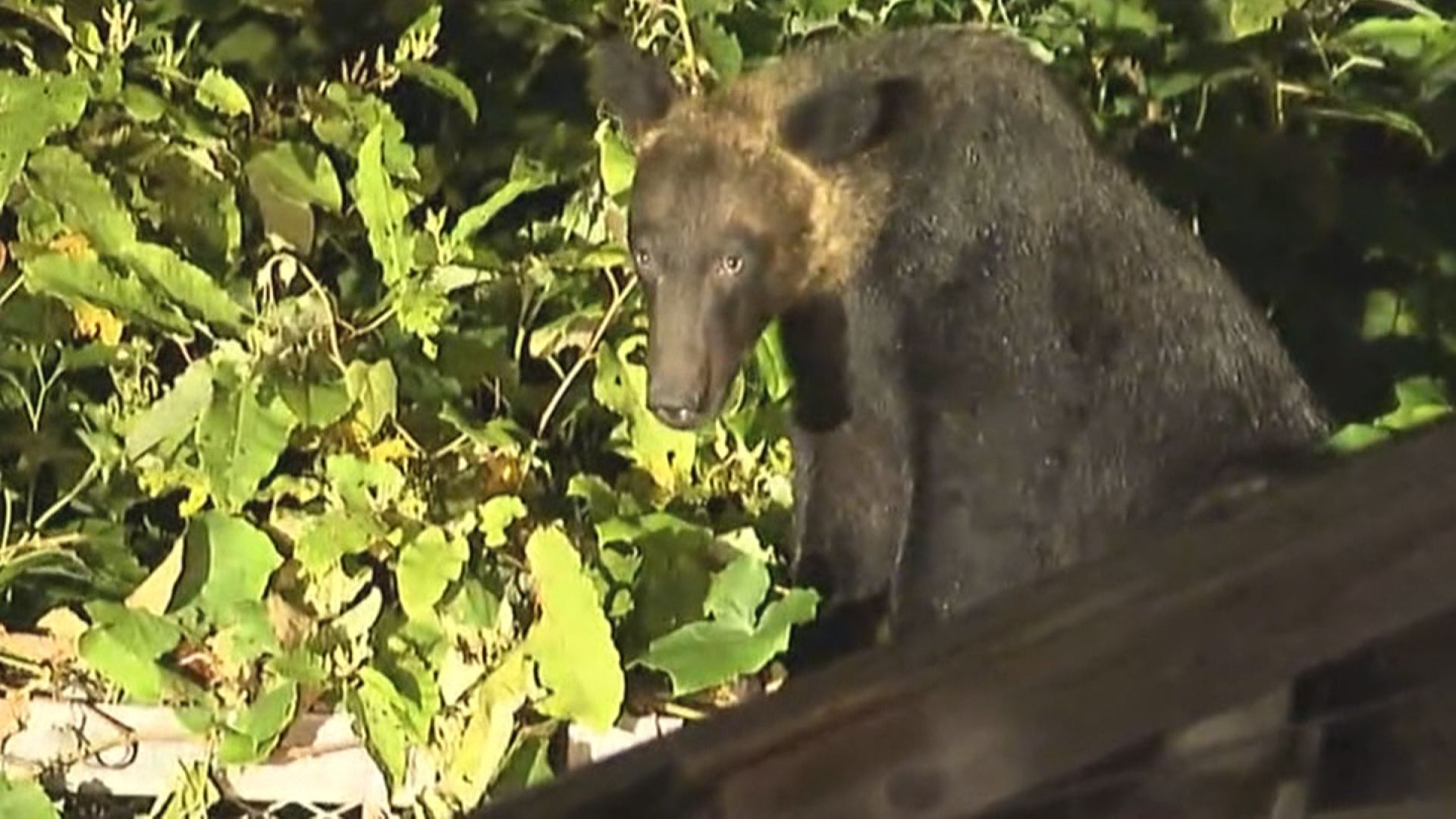 クマとの衝突も高止まり…（資料画像）